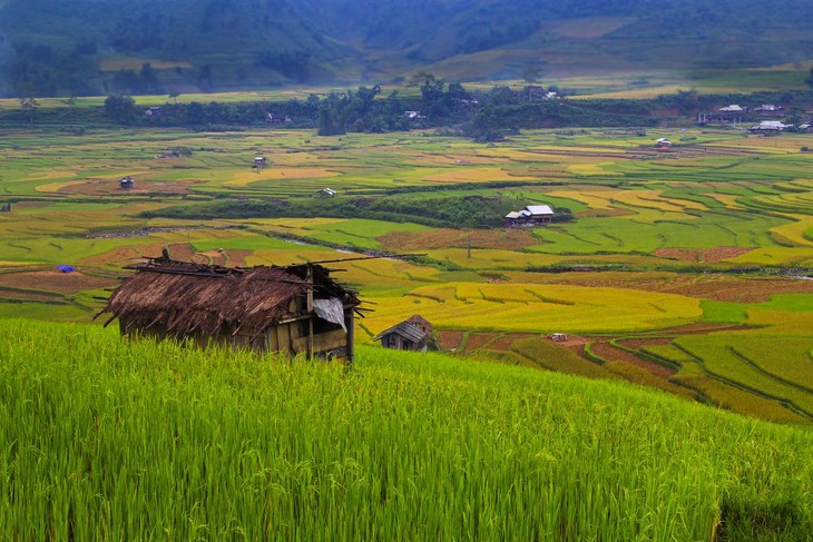 Harvest time in Mu Cang Chai - ảnh 6